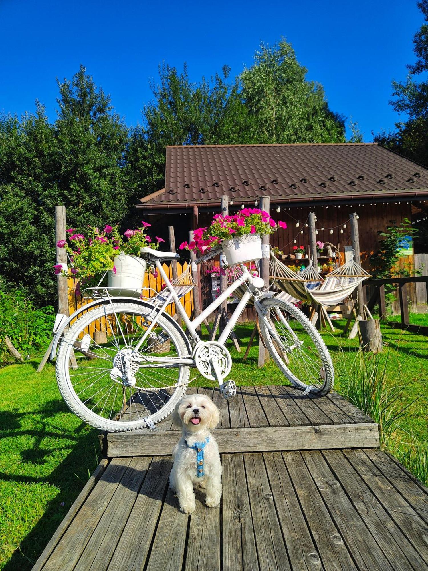 Czarna Owca Bed & Breakfast Istebna Exterior photo