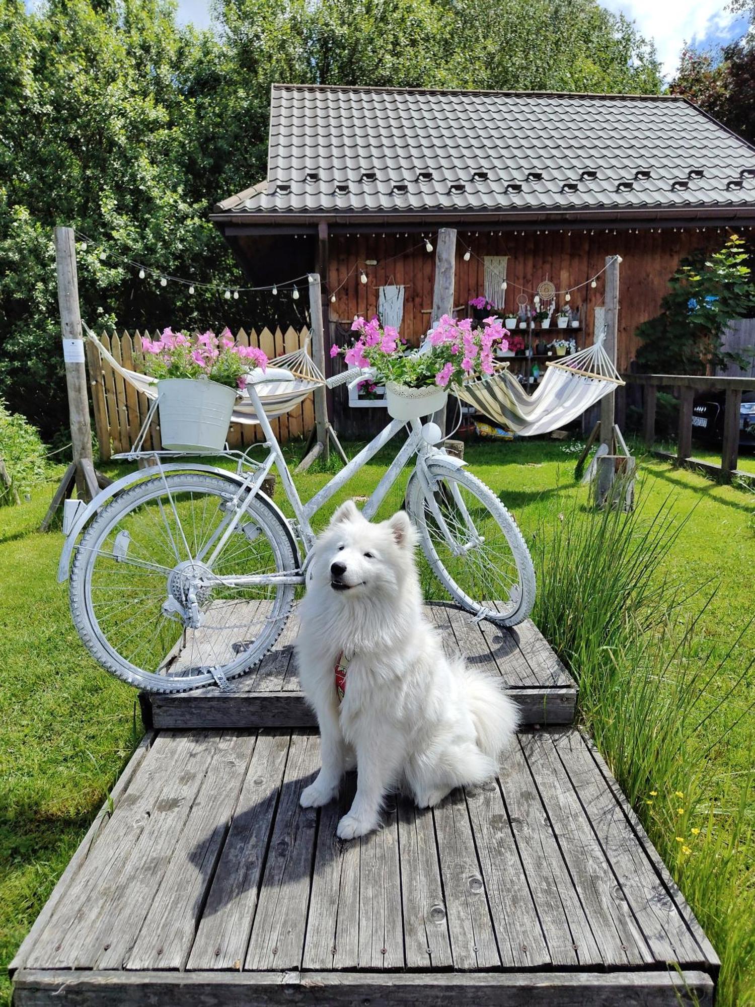 Czarna Owca Bed & Breakfast Istebna Exterior photo